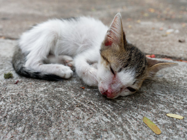 stray