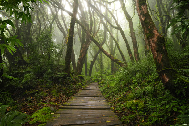 jungle