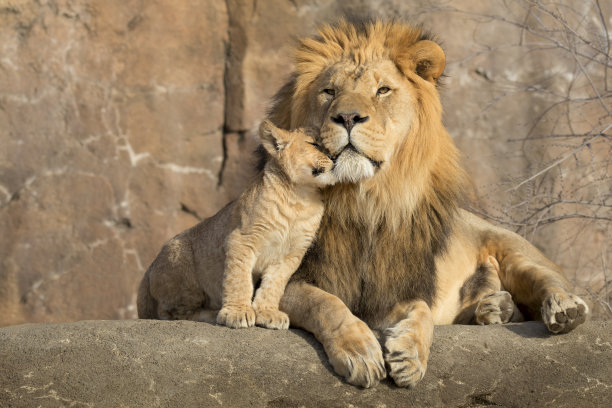 lion