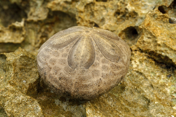 海滨流浪汉