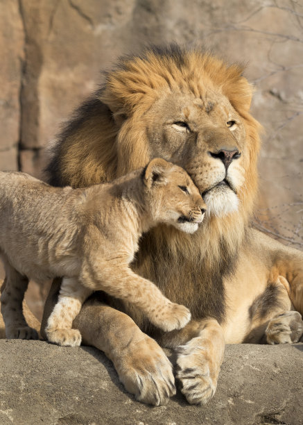 lions