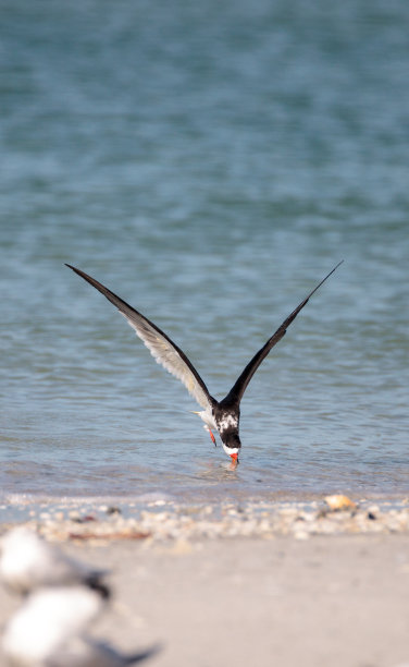 tern