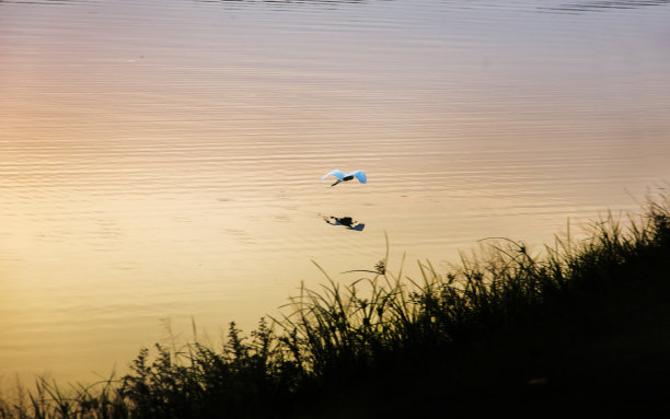 egret