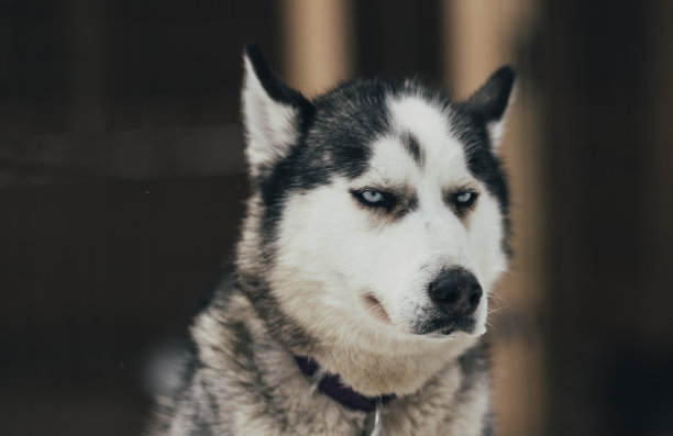 哈士奇雪橇