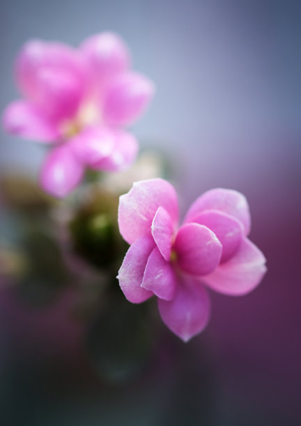 向日葵花挂画