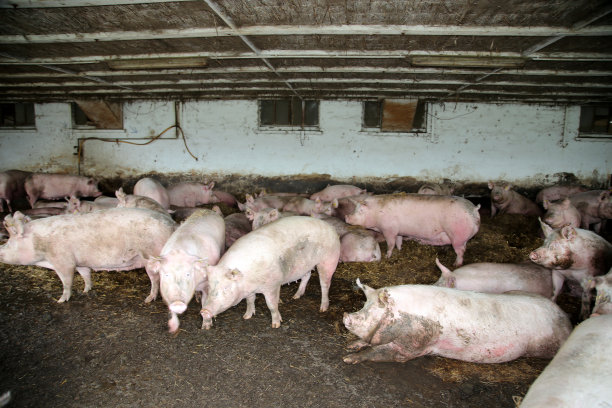 pig