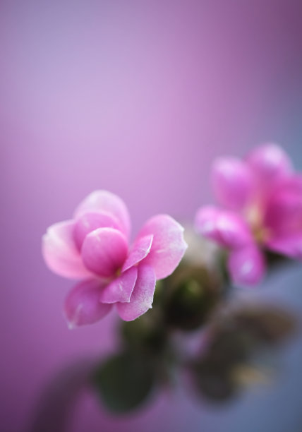 向日葵花挂画