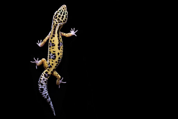 phelsuma
