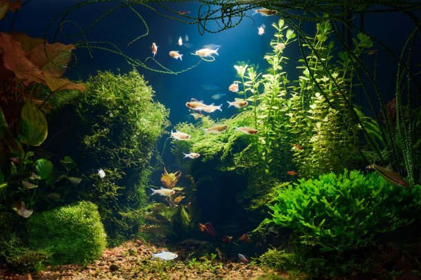 aquarium