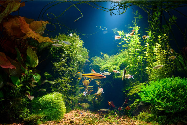 aquarium