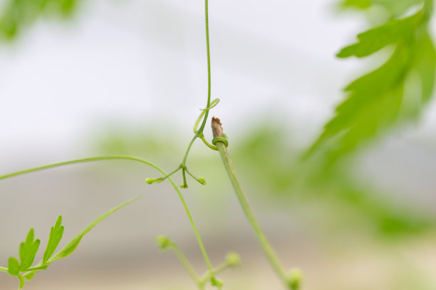 stalk