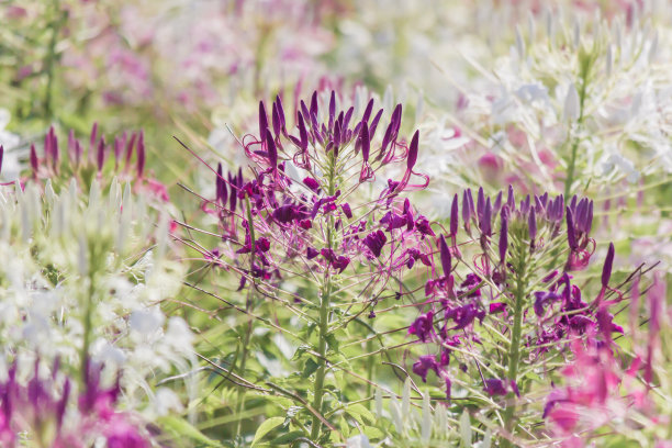 cleome