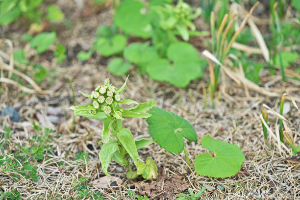 蜂斗菜