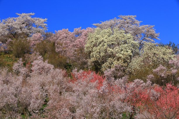 高山青梅