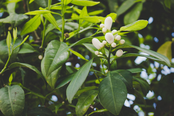 白色花朵的柑橘树枝