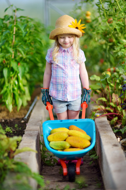 wheelbarrow
