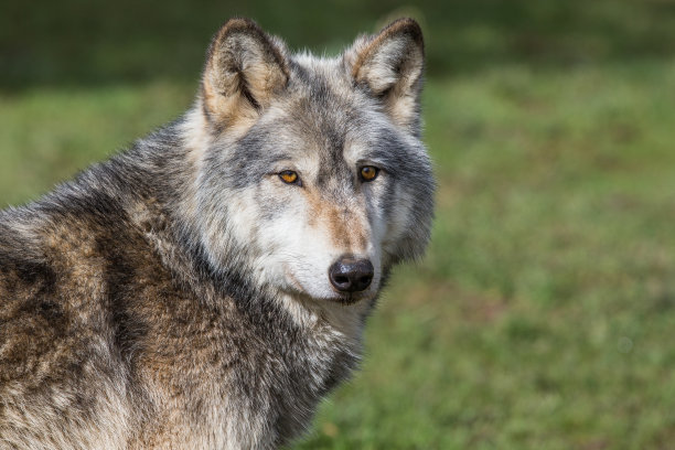 wolf