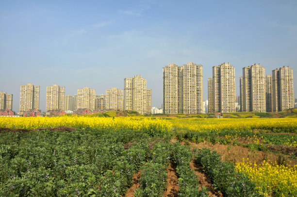 油菜花大地田园景观