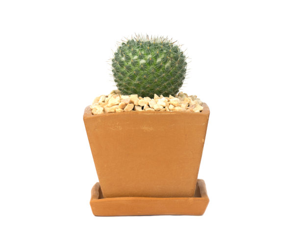 opuntia
