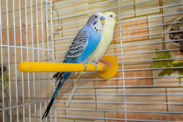 parrot