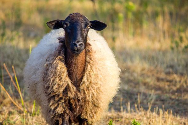 sheep