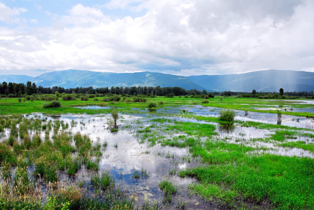 wetland