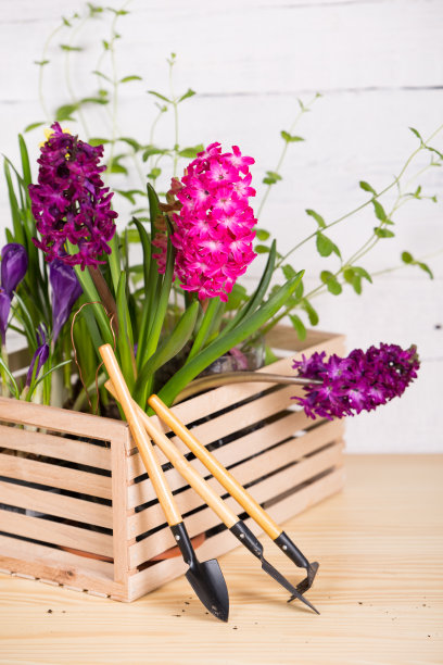 hyacinth