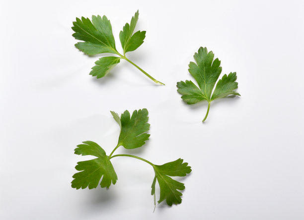 cilantro