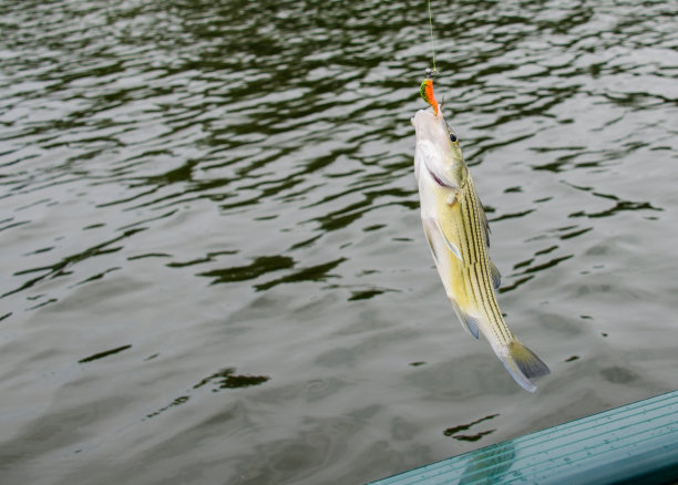 rockfish