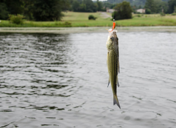rockfish