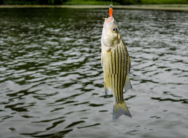 rockfish
