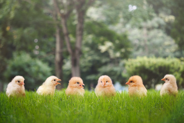 chick