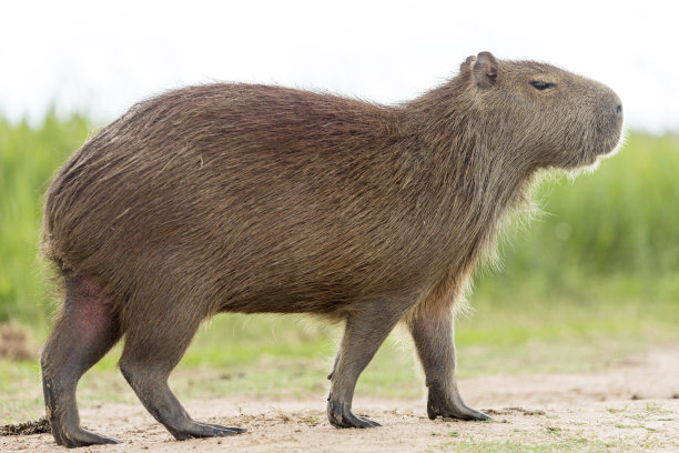 capybara