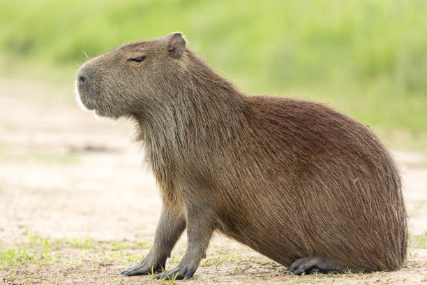 capybara