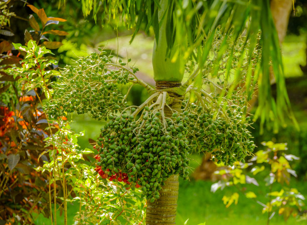 一丛苔藓