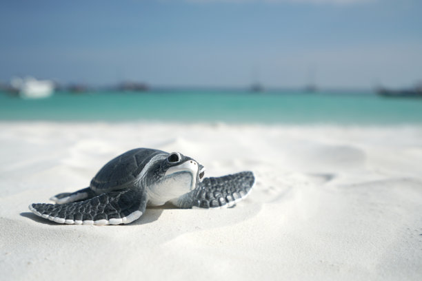 turtle