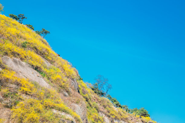 forsythia