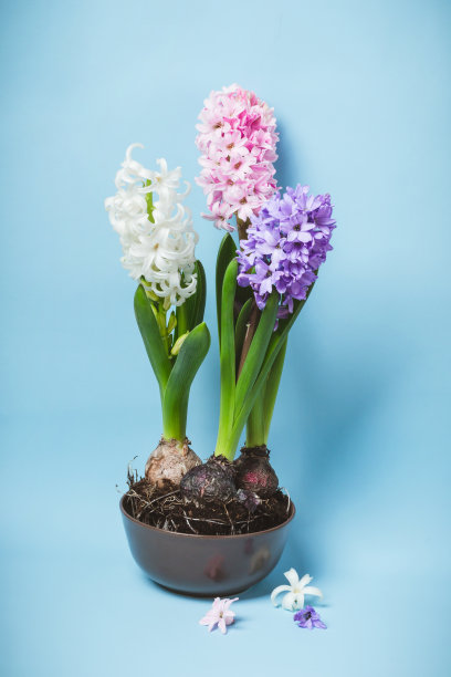 hyacinth