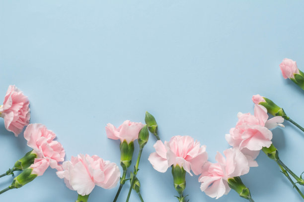 dianthus
