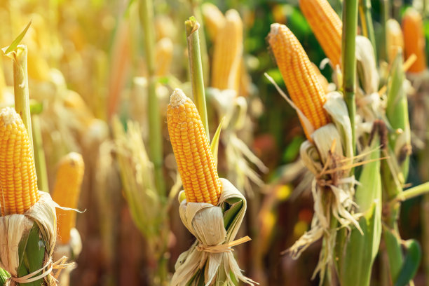 corn