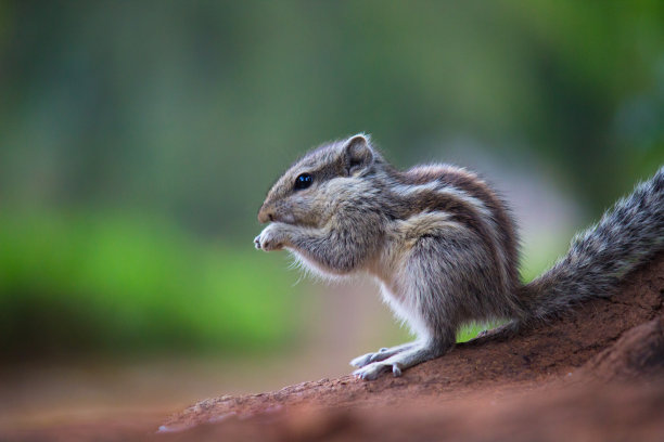 squirrel