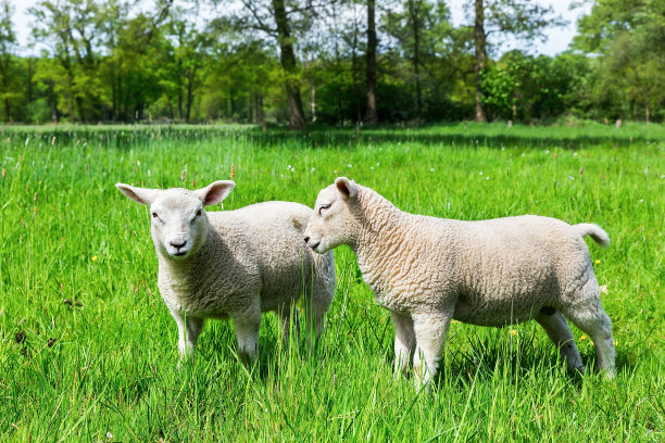 lamb