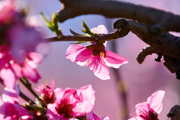 桃花,夕阳