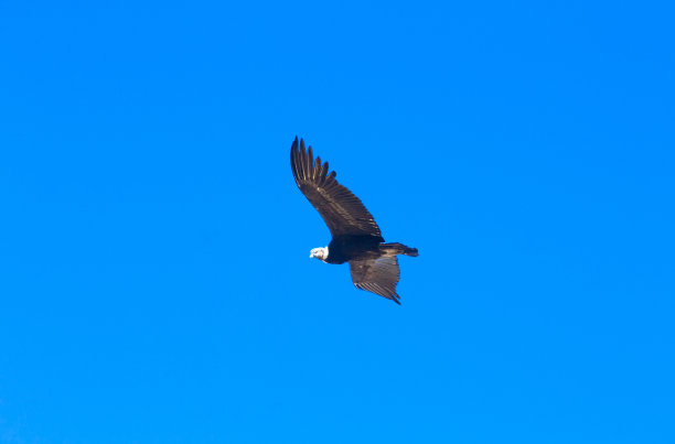 buzzard