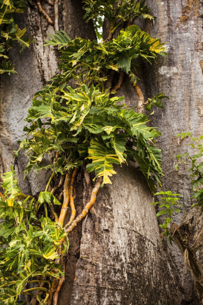 baobab