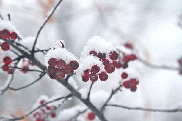 holly
