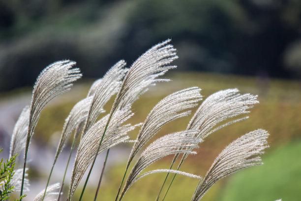 pampas