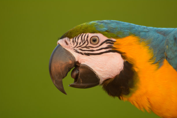macaw