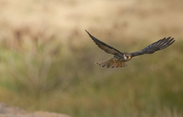 falcon