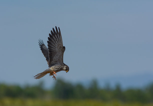 falcon